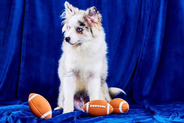 Puppy Bowl