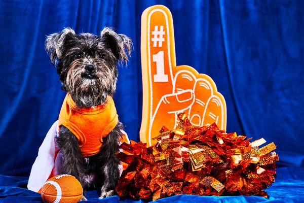 Forget the Big Game. Puppy Bowl vs. Great American Rescue Bowl is the  matchup to watch