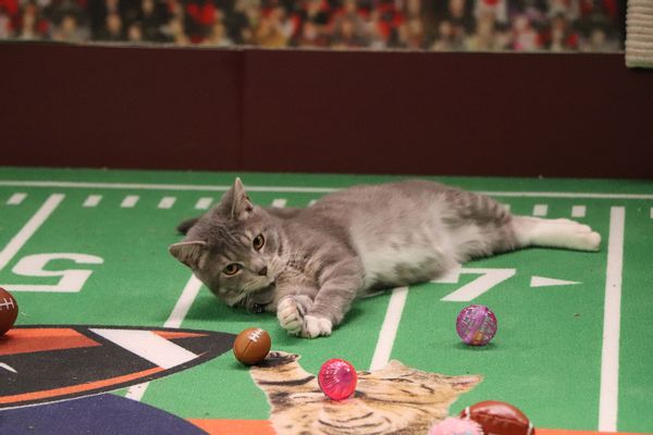 Where to Stream the Super Bowl LVII (2023): Puppy Bowl and Great American  Rescue Bowl