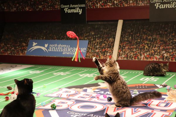 Forget the Big Game. Puppy Bowl vs. Great American Rescue Bowl is the  matchup to watch