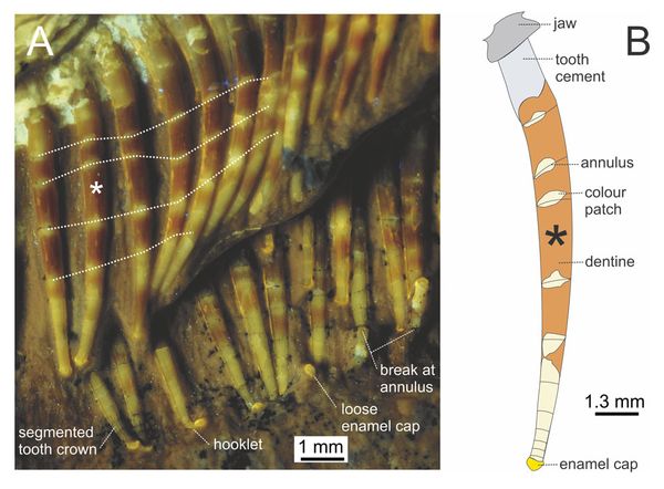 Balaenognathus maeuseri Teeth