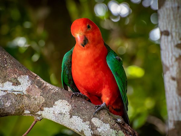 Australian King Parrot