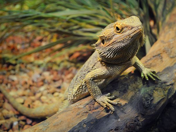 Young bearded dragon