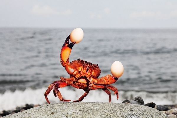 Crab Holding Eggs