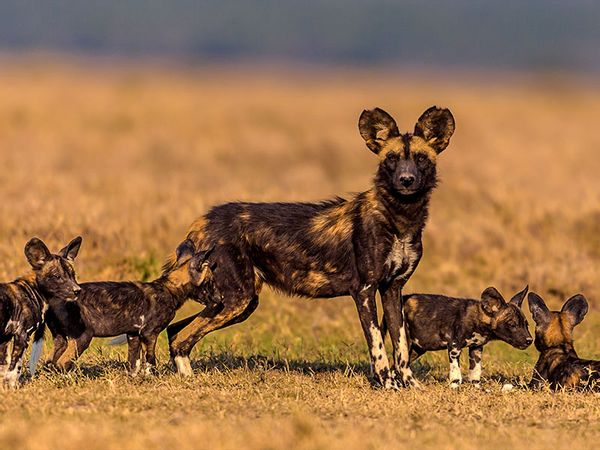 African wild dog playing with puppies