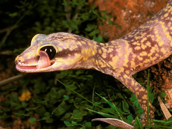Marbled velvet gecko