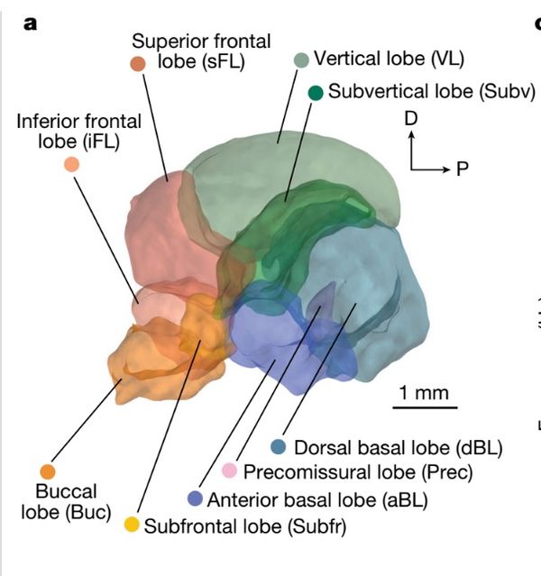 Scientists took high-density electrophysiological recordings from the central brains of octopodes -- mapped, lobe by lobe, in this image -- to reveal that where the animals' neural activity was most pronounced during the two phases of sleep. 
