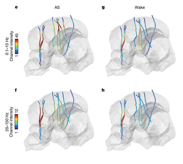 neuropixel recordings of the octopodes' brains during different states of waking and sleep