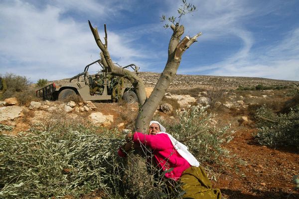 Palestinian Mahfoza Oude, 60, cries as she hugs one of her olive trees in the West Bank