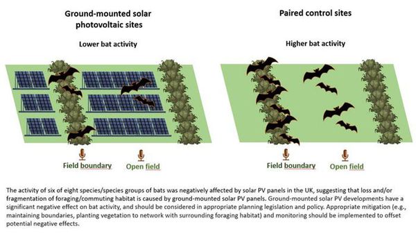 Illustration showing effect of solar farming on bat activity