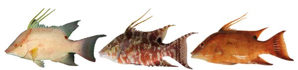A pointy-snouted reef fish called the hogfish can change from white to spotted brown to reddish depending on its surroundings.