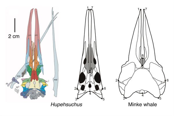 Skulls of Hupehsuchus