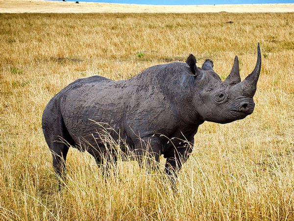 Black rhinoceros