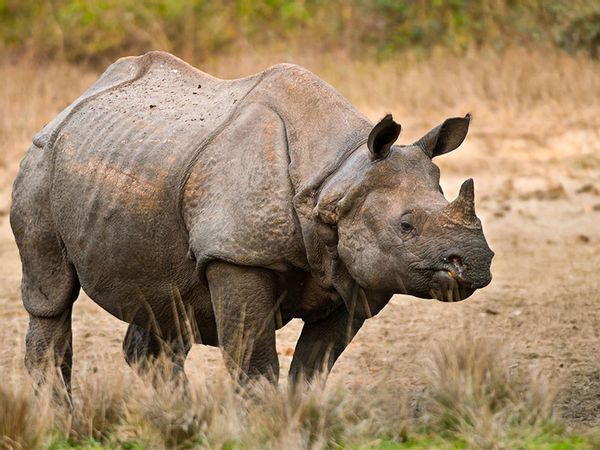 Great Indian one-horned rhinoceros at Jaldapara Wildlife Sanctuary in India