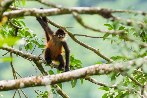 Geoffroy´s Spider Monkey