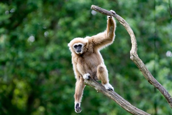 White-handed Gibbon