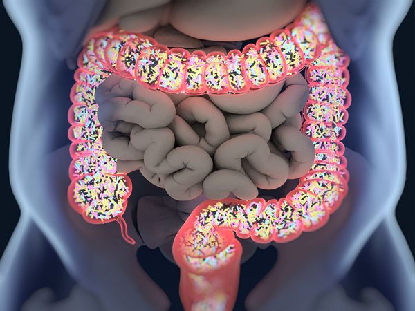 Gut bacteria, microbiome