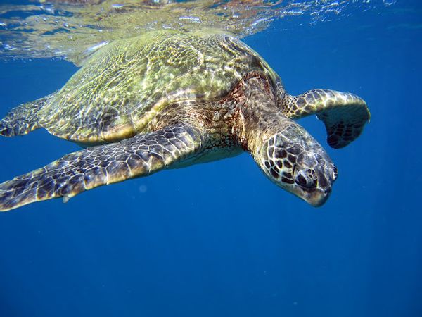 Put a giant sea turtle in a wind tunnel. What happens? | Salon.com