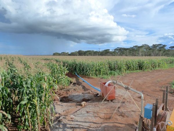 Groundwater-fed irrigation of maize in Kabwe, Zambia
