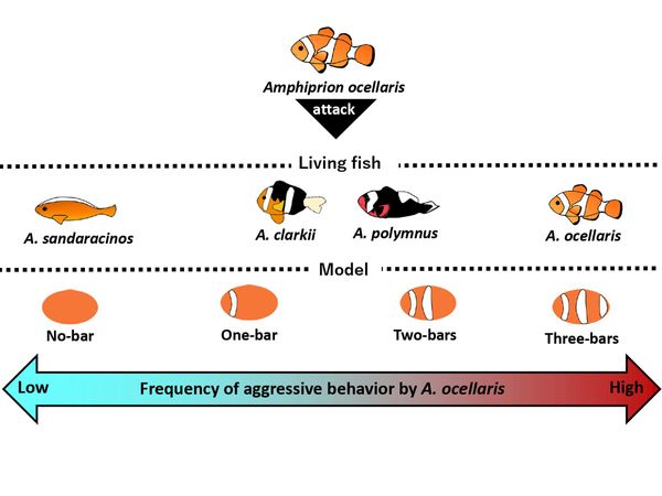 Infographic aggressive behavior of Amphiprion ocellaris