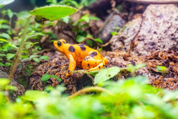 A fungal pandemic is massacring frogs, but scientists just found a ...