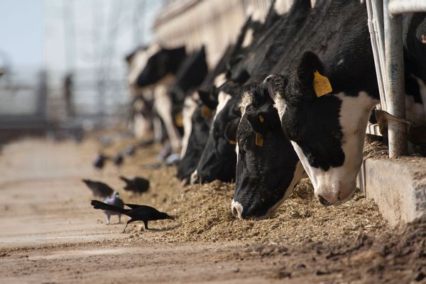 Birds peck at food intended for dairy cattle