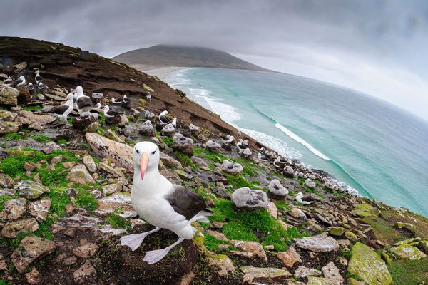 Black-Browed Albatross Saunders Island Falkland Islands