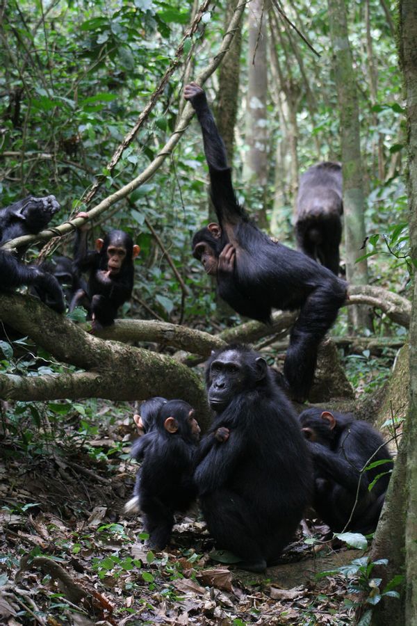 Professionals verify chimpanzees interrupt every different, gesticulating wildly identical to people