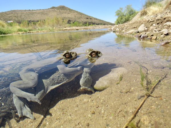 Toads In Heritage Outfall Marsh