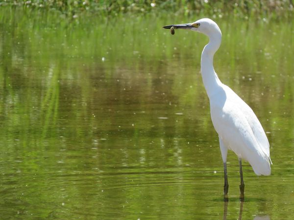 Snowy Egret Eating Dragonfly Larvae