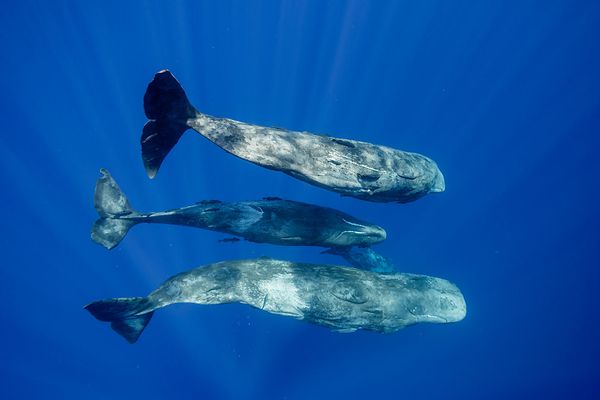 Sperm Whales