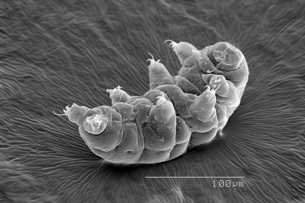 Berita Bagaimana beruang air menjadi begitu kuat? Rahasia evolusi tardigrada terungkap dalam analisis fosil baru