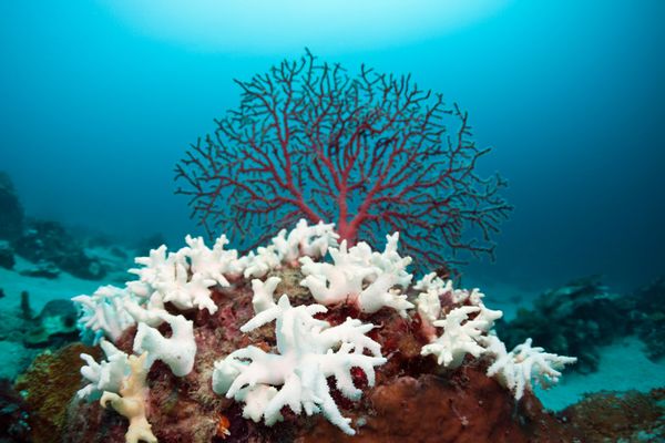 Bleached Corals Indonesia