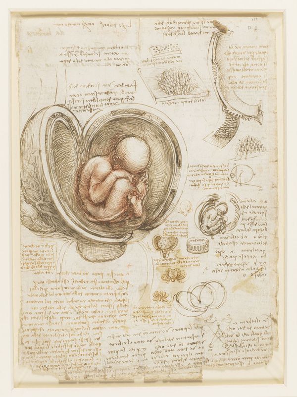 Fetus in Utero by Leonardo da Vinci