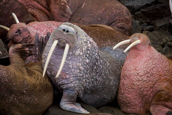 Pacific walrus