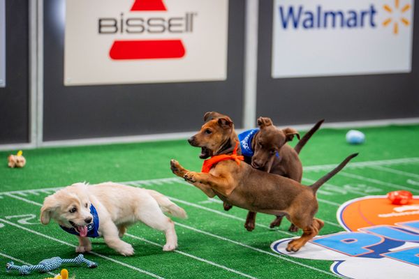 Puppy Bowl XXI