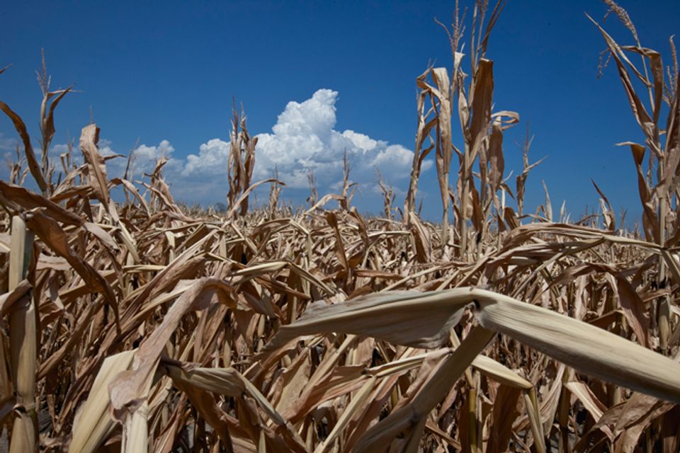 The end of ethanol? | Salon.com