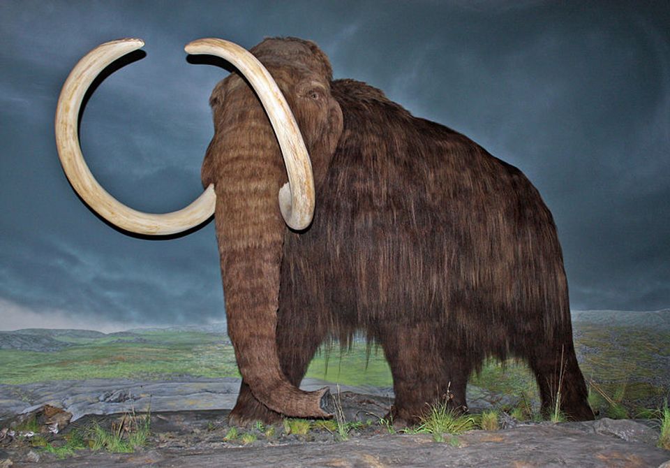 Russian boy discovers woolly mammoth carcass | Salon.com