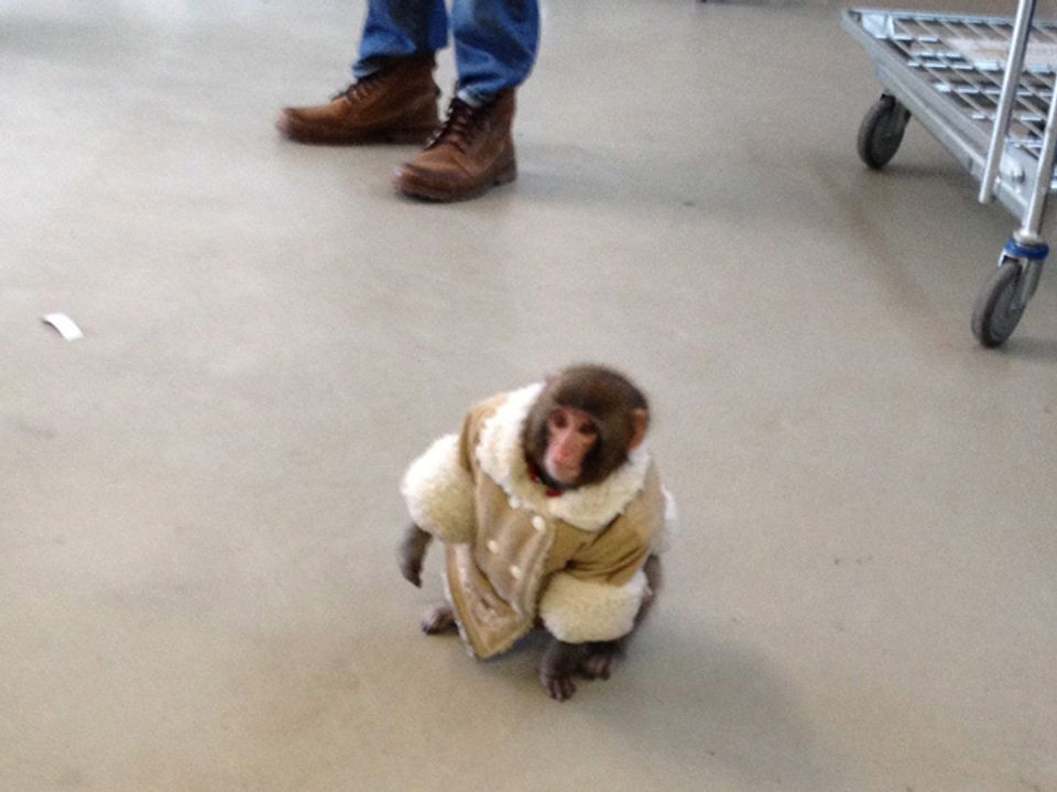 ikea monkey stuffed animal