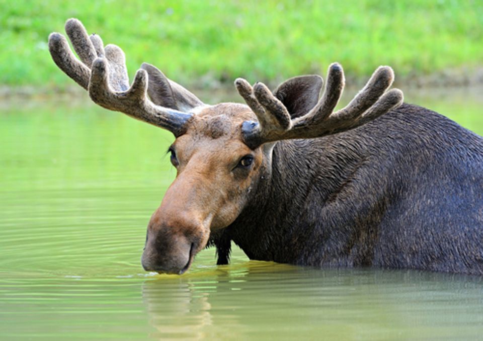 Minnesota's moose mystery | Salon.com