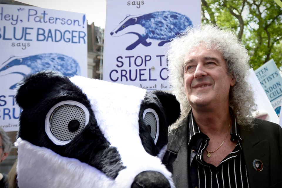 Queen's Brian May Wrote A Hit Song About Badgers | Salon.com