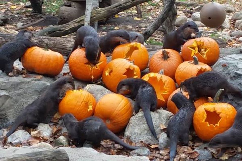 Here are some zoo animals playing with pumpkins | Salon.com