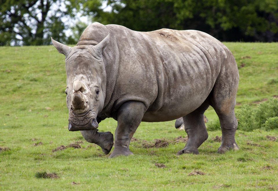 There are only six northern white rhinos left in the world