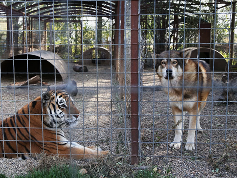 Are zoos a good idea. Ивановский зоопарк. Сахалинский зоопарк. Animal in Cage. Зоопарк Иваново фото.