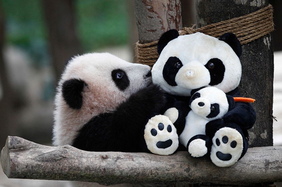 Celebrate National Panda Day with some of the best pandas out there ...