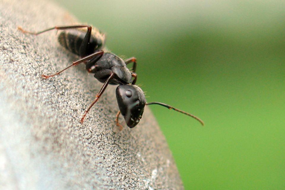 How do fire ants form amazing towers and rafts without a master plan ...