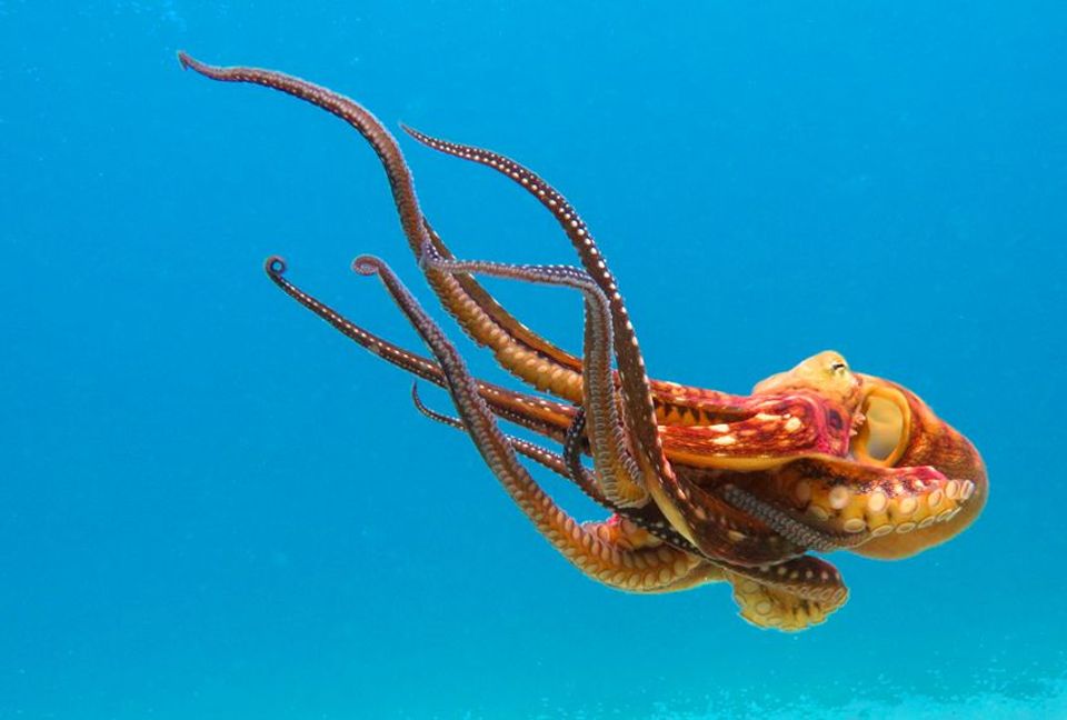 reversible octopuses