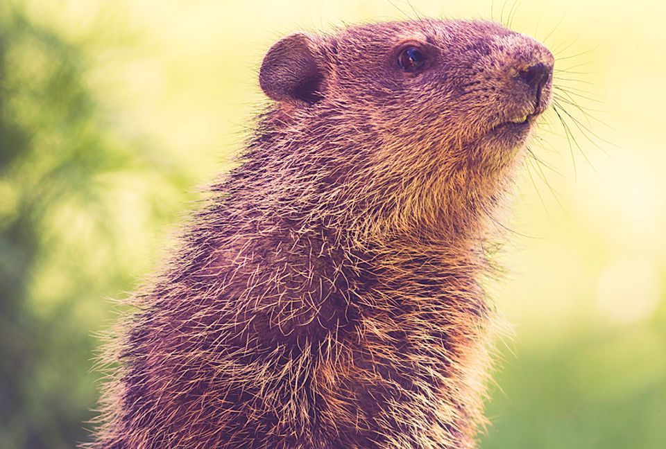 The Groundhog Day groundhog just tried to escape, and bit a journalist