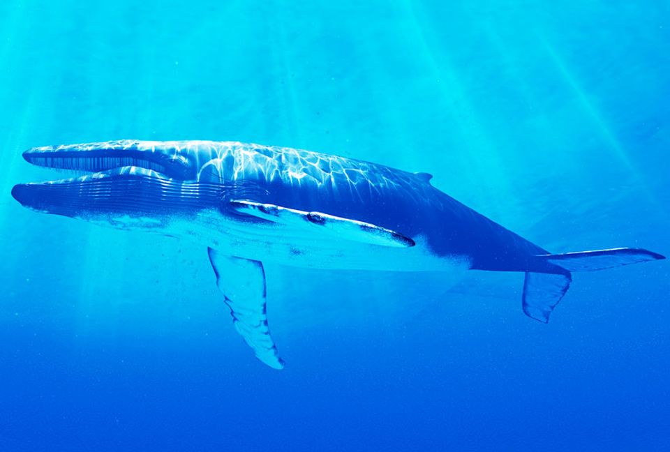 We now know what a blue whale's heartbeat sounds like | Salon.com