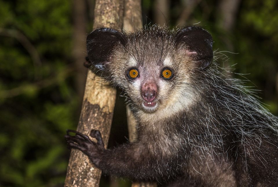 New discovery: Madagascar’s bizarre aye-aye has six fingers on each ...